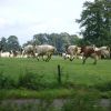 Foto 74 in Toertocht 2009